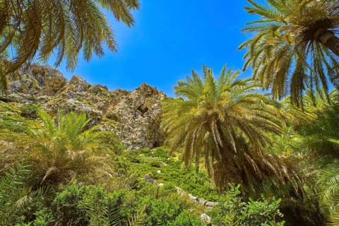 Upshot of Preveli palm forest