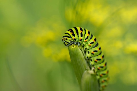 Swallowtail