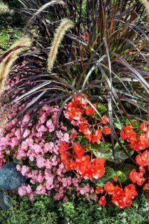 Gravestone with begonias