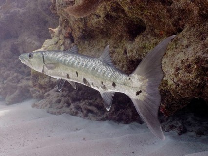 Great barracuda