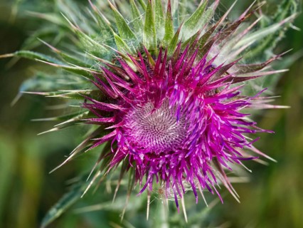 Flower of the Nodding Thistle
