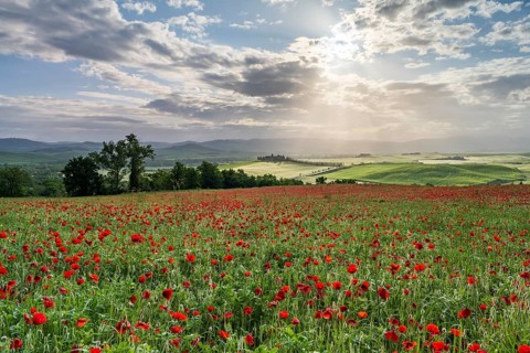 Poppy field in front of Poggio Covili estate with cypress
