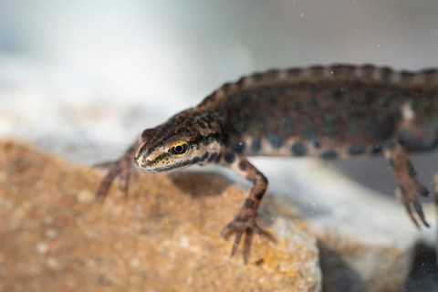 Common newt