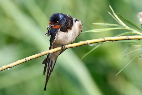 Barn swallow