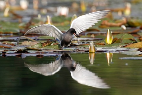Black Tern