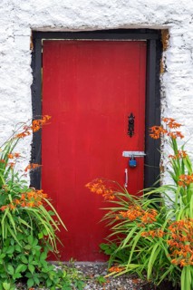 Red Front Door and Montbretia