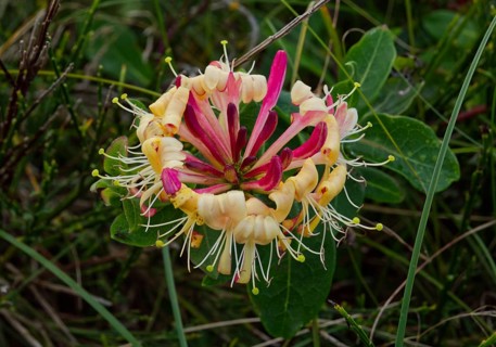 Italian honeysuckle
