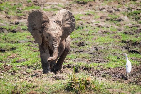 Elephant baby