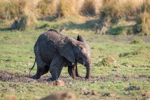 Baby elephant