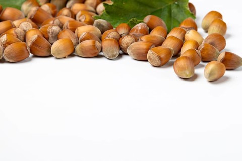 Hazelnuts in shell and hazelnut bush leaves