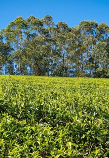 Tea plantation with trees
