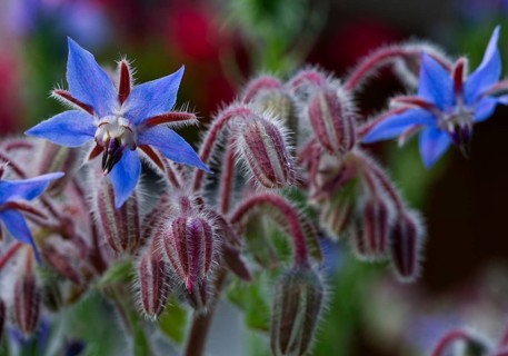 Borage