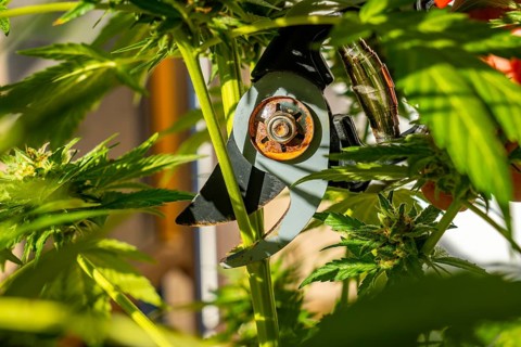 Marijuana buds being cut at a marijuana farm. medicinal cannabis