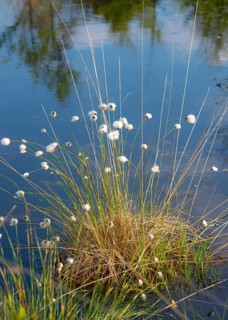 Hare's-tail cottongrass