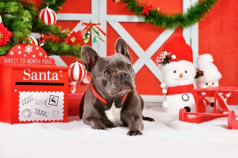 French Bulldog dog between festive traditional red and white Christmas decoration