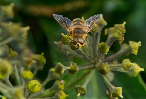Dronefly