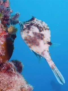 Scrawled cowfish
