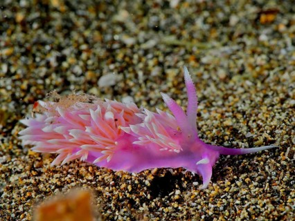 Purple thread snail