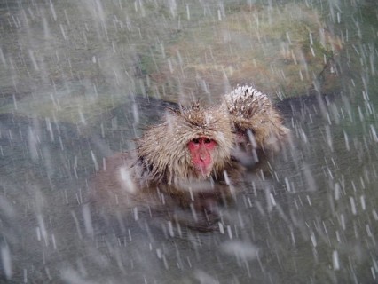 Two snow monkeys