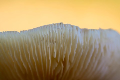 Mushroom in a beech forest