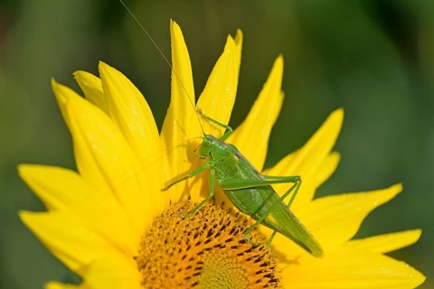 Large great green bush cricket