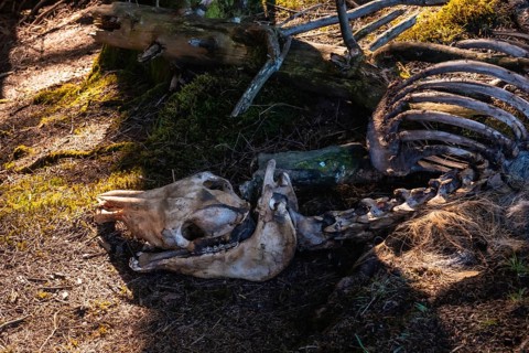 Skeleton of a horse on the Artikutza trail on an autumn afternoon