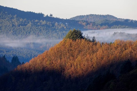 Early November fog near Oppenau
