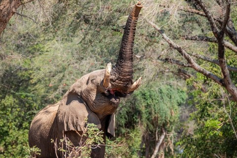 Elephant