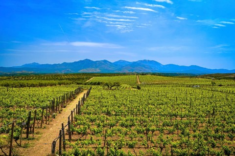 Beautiful landscape with vineyards and distant mountains
