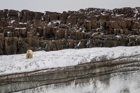 Polar bear
