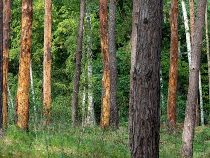 Bark beetle in pine forest