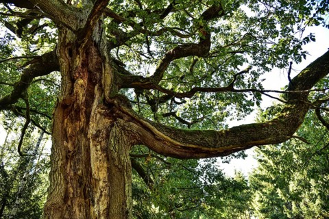Old oak tree