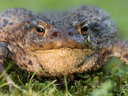 Common toad