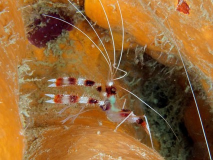 Banded coral shrimp