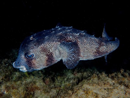 Hedgehogfish