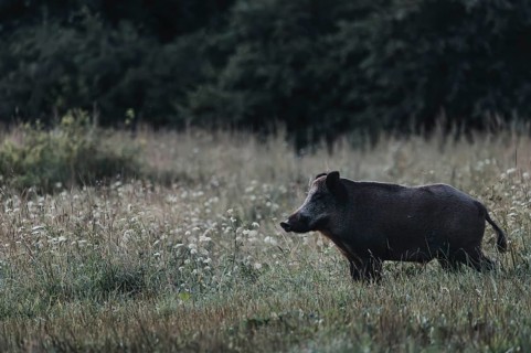 Wild boar