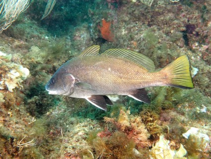 Brown meagre
