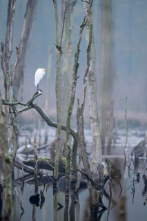 Great egret