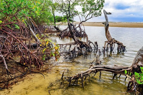 Mangrove vegetation on Pe de Serra beach in the coastal city of Serra Grande in the state of Bahia