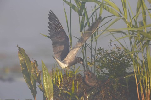 Black Tern