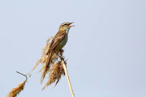 Sedge warbler