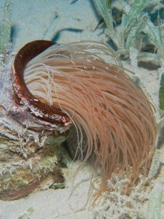 Tube-dwelling anemone