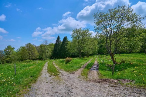 Fork in the road