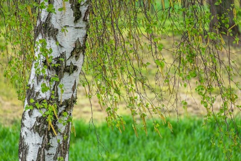 Warty birch