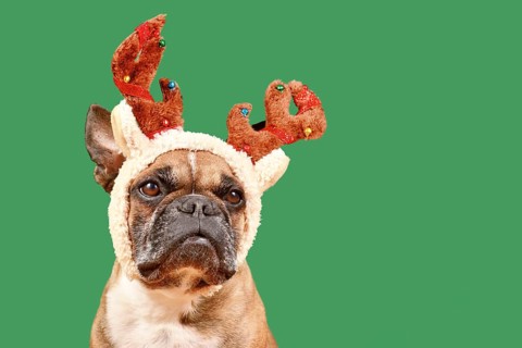 French Bulldog dog with Christmas reindeer antler costume in front of green background