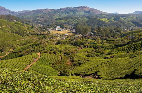 Tea plantation and town of Munnar