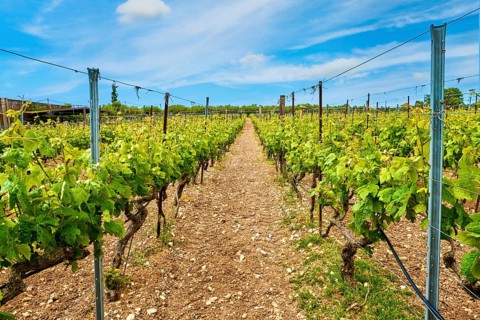 Beautiful landscape with rows of vines and distant mountains