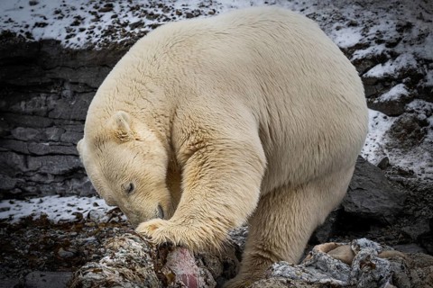 Scavenging polar bear