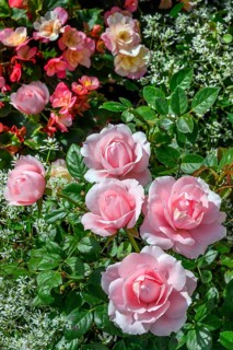 Gravestone with roses