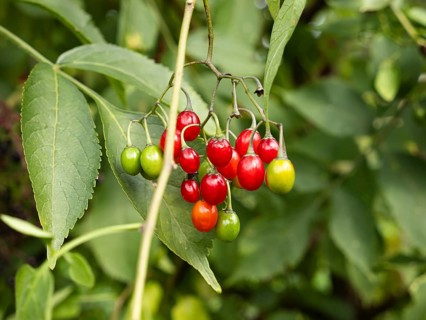 Bittersweet nightshade